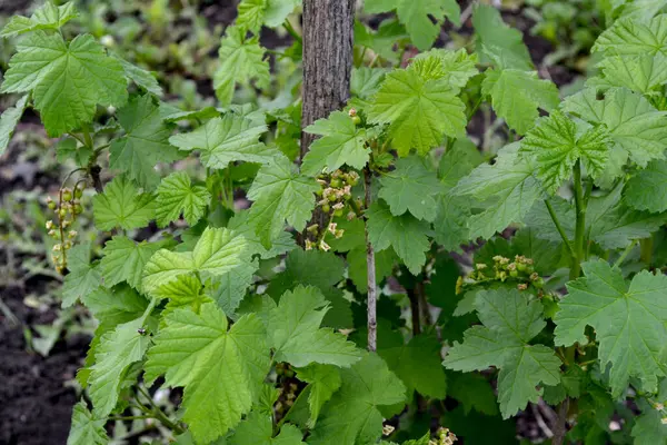 Groselha Preta Ribes Nigrum Fundo Primavera Verde Bonito Natureza Flores — Fotografia de Stock