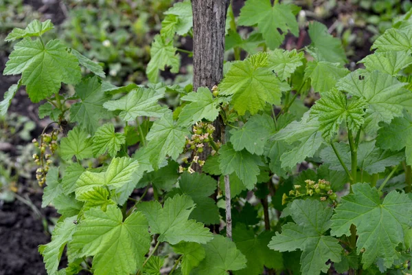 Черная Смородина Ribes Nigrum Зеленый Весенний Фон Природы Весенние Зеленые — стоковое фото