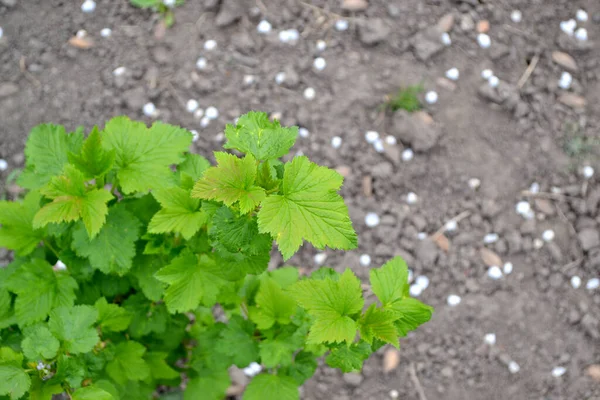 Zwarte Bes Prachtige Groene Lente Abstracte Achtergrond Van Natuur Ribes — Stockfoto