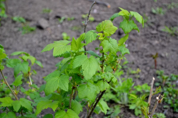 Черная Смородина Цвету Зеленая Весна Фоне Природы Черная Смородина Ribes — стоковое фото