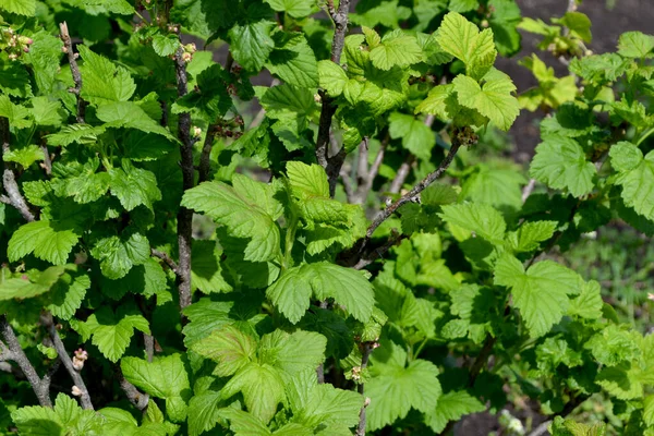 Prachtige Lente Abstracte Achtergrond Van Natuur Zwarte Bes Ribes Nigrum — Stockfoto