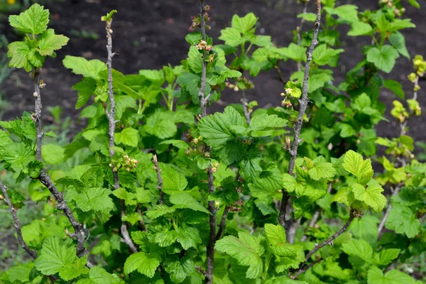 Gyönyörű Tavaszi Elvont Háttér Természet Fekete Ribizli Ribes Nigrum Tavaszi — Stock Fotó