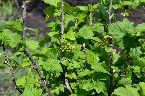 Прекрасный Весенний Абстрактный Фон Природы Черная Смородина Ribes Nigrum Весенние — стоковое фото