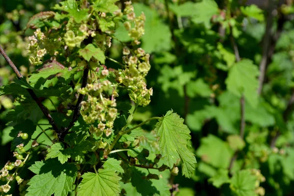 Bella Primavera Verde Sfondo Astratto Della Natura Ribes Nigrum Ribes — Foto Stock