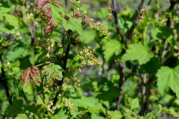 Зеленая Весна Фоне Природы Ribes Nigrum Черная Смородина Весенние Зеленые — стоковое фото