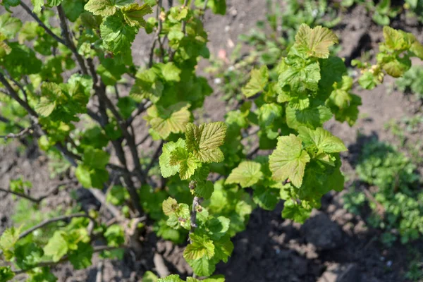 Beautiful Green Spring Abstract Background Nature Ribes Nigrum Black Currant — Stock Photo, Image