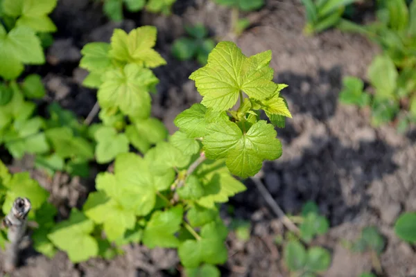 Зеленая Весна Фоне Природы Черная Смородина Весенние Зеленые Цветы Ветке — стоковое фото