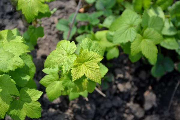 Beautiful Green Spring Abstract Background Nature Black Currant Spring Green — Stock Photo, Image