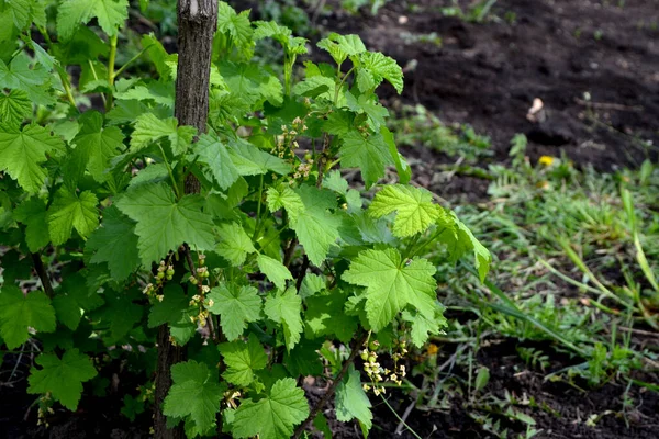 Frenk Üzümü Ribes Nigrum Doğanın Güzel Yeşil Bahar Arka Planı — Stok fotoğraf