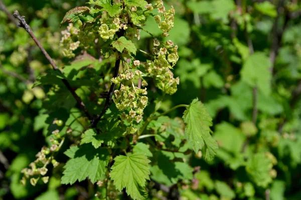 Gyönyörű Zöld Tavasz Elvont Háttér Természet Ribes Nigrum Fekete Ribizli — Stock Fotó