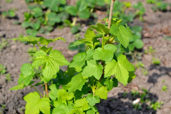 Gyönyörű Zöld Tavasz Elvont Háttér Természet Fekete Ribizli Tavaszi Zöld — Stock Fotó