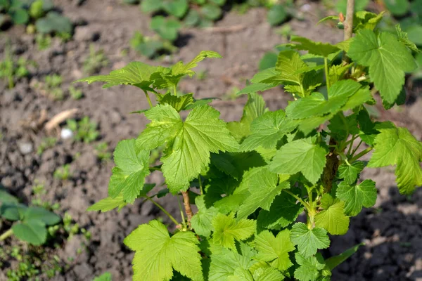 Beautiful Green Spring Abstract Background Nature Black Currant Spring Green — Stock Photo, Image