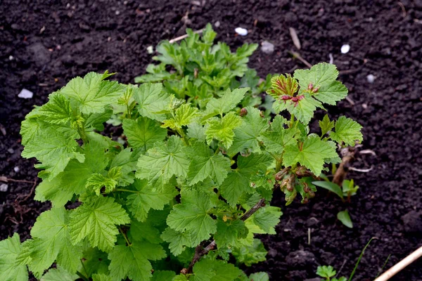 Doğanın Güzel Yeşil Bahar Soyut Arka Planı Frenk Üzümü Ribes — Stok fotoğraf