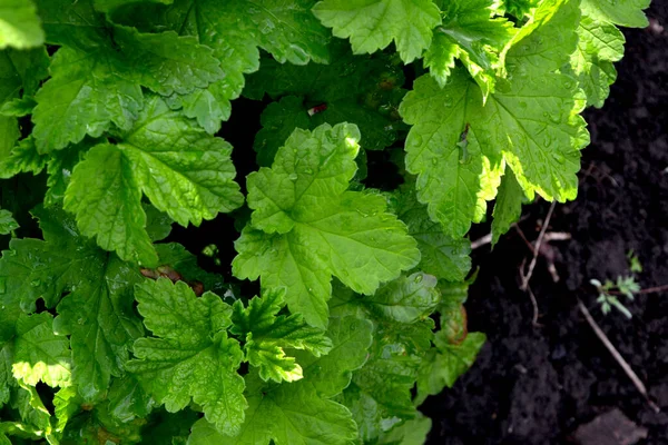 Beautiful Green Spring Abstract Background Nature Black Currant Ribes Nigrum — Stock Photo, Image