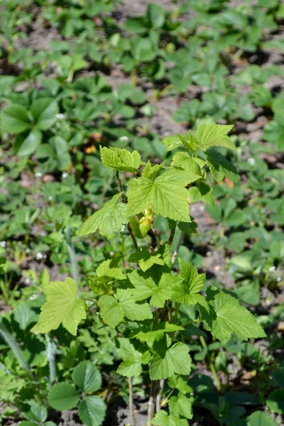 Зеленая Весна Фоне Природы Черная Смородина Ribes Nigrum Весенние — стоковое фото