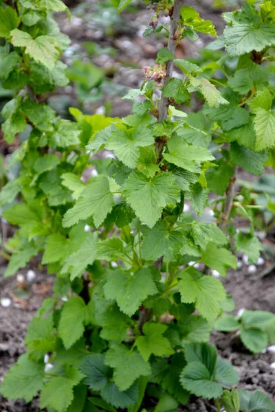 Ribes Nigrum Prachtige Groene Lente Abstracte Achtergrond Van Natuur Zwarte — Stockfoto