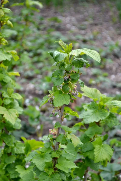 Ribes Nigrum Bela Primavera Verde Fundo Abstrato Natureza Groselha Preta — Fotografia de Stock