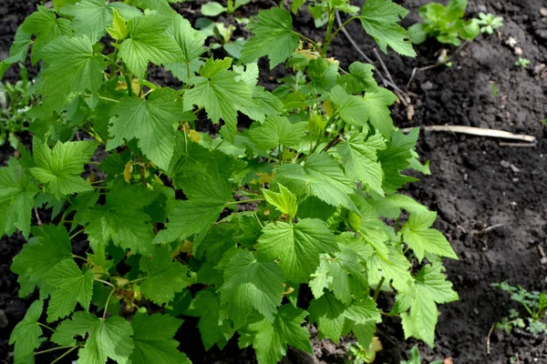 Ribes Nigrum Зеленая Весна Фоне Природы Черная Смородина Весенние Зеленые — стоковое фото