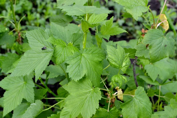 Ribes Nigrum Gyönyörű Zöld Tavasz Elvont Háttér Természet Fekete Ribizli — Stock Fotó