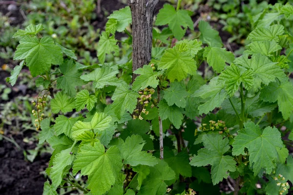 Черная Смородина Ribes Nigrum Зеленый Весенний Фон Природы Весенние Зеленые — стоковое фото