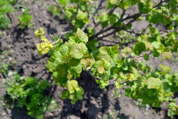 Beau Fond Printanier Nature Cassis Ribes Nigrum Printemps Fleurs Vertes — Photo