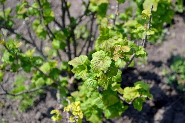 Hermoso Fondo Abstracto Primavera Naturaleza Grosella Negra Ribes Nigrum Primavera — Foto de Stock