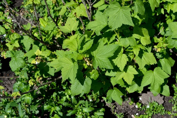 Bella Primavera Verde Sfondo Astratto Della Natura Ribes Nigrum Ribes — Foto Stock