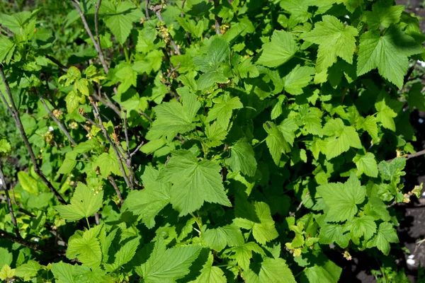 Gyönyörű Zöld Tavasz Elvont Háttér Természet Ribes Nigrum Fekete Ribizli — Stock Fotó