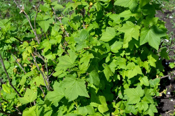 Bella Primavera Verde Sfondo Astratto Della Natura Ribes Nigrum Ribes — Foto Stock