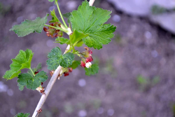 Malé Listnaté Keře Čeledi Grossulariaceae Krásné Zelené Jaro Abstraktní Pozadí — Stock fotografie