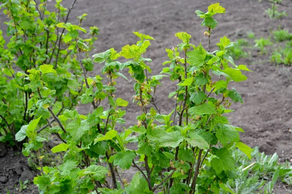 Rode Bes Voorjaar Groene Bloemen Een Boom Aftakking Prachtige Groene — Stockfoto