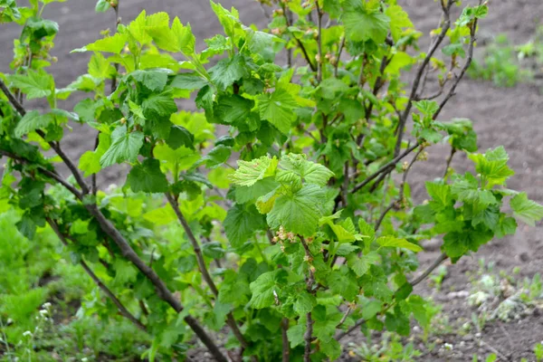 Ribes Rosso Bella Primavera Verde Sfondo Astratto Della Natura Fiori — Foto Stock