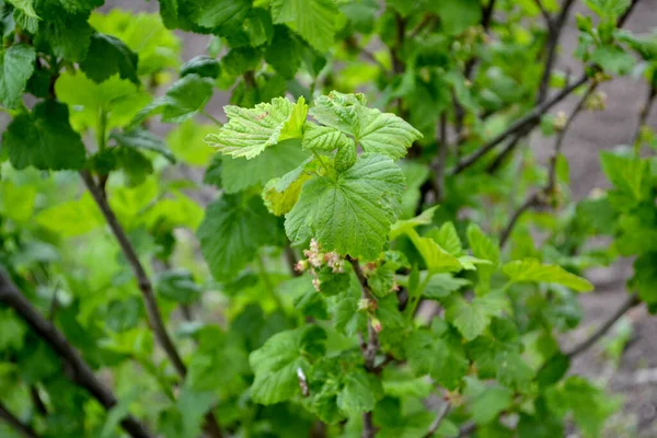 Ribes Rosso Bella Primavera Verde Sfondo Astratto Della Natura Fiori — Foto Stock