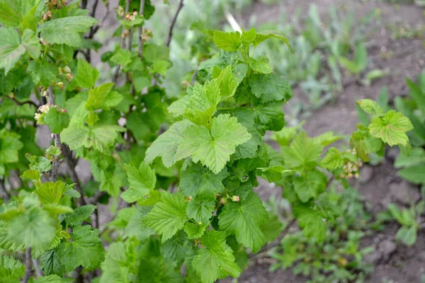 Bella Primavera Verde Sfondo Astratto Della Natura Ribes Rosso Fiori — Foto Stock