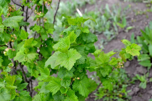 Bella Primavera Verde Sfondo Astratto Della Natura Ribes Rosso Fiori — Foto Stock