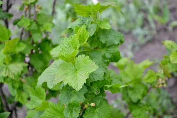 Bella Primavera Verde Sfondo Astratto Della Natura Ribes Rosso Fiori — Foto Stock