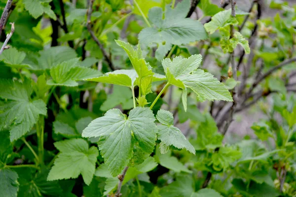 Ribes Rosso Fiori Verdi Primavera Ramo Albero Bella Primavera Verde — Foto Stock