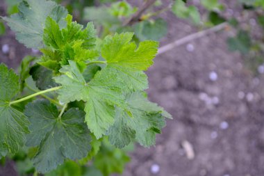 Frenk üzümü. Bir dalda bahar yeşili çiçekler. Doğanın güzel arka planı. Grossulariaceae familyasından küçük yaprak döken çalılar.