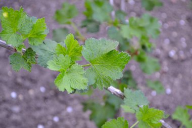 Frenk üzümü. Ağaç dalında bahar yeşili çiçekler. Doğanın güzel arka planı. Grossulariaceae familyasından küçük yaprak döken çalılar.