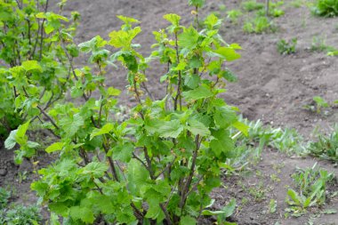 Frenk üzümü. Doğanın güzel yeşil bahar soyut arka planı. Ağaç dalında bahar yeşili çiçekler. Grossulariaceae familyasından küçük yaprak döken çalılar.