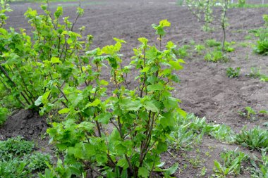 Frenk üzümü. Doğanın güzel arka planı. Bahar çiçekleri. Grossulariaceae familyasından küçük yaprak döken çalılar.