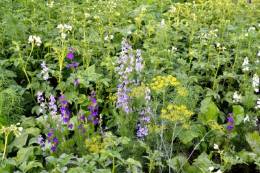Consolida regalis. Hassas şişme yüzler. Doğanın güzel, soyut arka planı. Yaz manzarası. Alan konsolidasyonu. Çiçekçilik, ev çiçeği yatağı. Ev bahçesi, tarla
