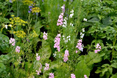 Alan konsolidasyonu. Consolida regalis. Hassas şişme yüzler. Güzel arkaplan