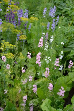 Consolida regalis. Alan konsolidasyonu. Hassas şişme yüzler. Doğanın güzel, soyut arka planı. Yaz manzarası. Çiçekçilik, ev çiçeği yatağı. Ev