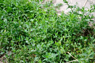 Yıllık otçul bitki. Doğanın güzel bitkisel soyut arka planı. Knotweed kuşu. Polygonum aviculare. Bahar manzarası. Güzel çimen bitkisi. Bahar çiçekliği, bahçe.