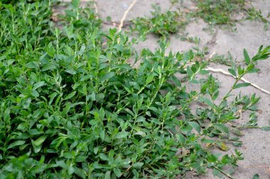 Polygonum aviculare. Doğanın güzel bitkisel soyut arka planı. Knotweed kuşu. Yıllık otçul bitki. Bahar manzarası. Güzel