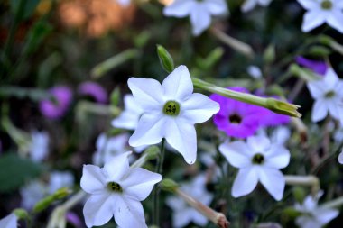 Nicotiana alata. Tütün. Güzel kokulu tütün. Devamlı çiçek açan bir bitki. Doğanın güzel, soyut arka planı. Yaz manzarası. Çiçekçilik, ev çiçeği yatağı. Ev bahçesi, tarla