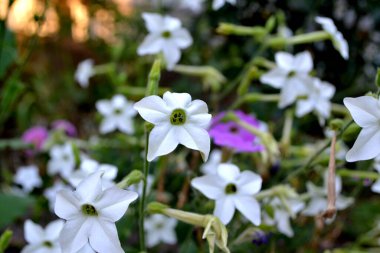 Tütün. Güzel kokulu tütün. Nicotiana alata. Devamlı çiçek açan bir bitki. Doğanın güzel, soyut arka planı. Yaz manzarası. Çiçekçilik, ev çiçeği yatağı. Ev bahçesi, tarla