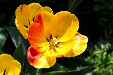 Lale. Tulipa. Devamlı çiçek açan bir bitki. Doğanın güzel, soyut arka planı. Bahar manzarası. Sarı çiçekler. Çiçekçilik, ev çiçeği yatağı.