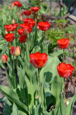 Lale. Devamlı çiçek açan bir bitki. Doğanın güzel, soyut arka planı. Tulipa. Bahar manzarası. Kırmızı çiçekler. Çiçekçilik, ev çiçeği yatağı.